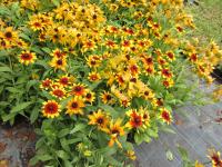 Třapatka srstnatá 'Sunbeckia Mia' (Rudbeckia hirta)