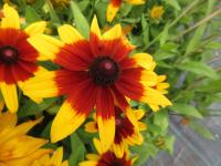 Třapatka srstnatá 'Sunbeckia Mia' (Rudbeckia hirta)