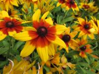 Třapatka srstnatá 'Sunbeckia Mia' (Rudbeckia hirta)