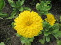 Měsíček lékařský 'Bon Bon žlutý' (Calendula officinalis) Měsíček lékařský 'Bon Bon žlutý' (Calendula officinalis)