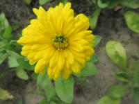 Měsíček lékařský 'Bon Bon žlutý' (Calendula officinalis) Měsíček lékařský 'Bon Bon žlutý' (Calendula officinalis)