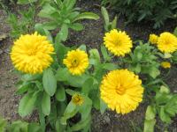 Měsíček lékařský 'Bon Bon žlutý' (Calendula officinalis) Měsíček lékařský 'Bon Bon žlutý' (Calendula officinalis)