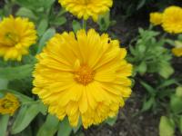 Měsíček lékařský 'Bon Bon žlutý' (Calendula officinalis) Měsíček lékařský 'Bon Bon žlutý' (Calendula officinalis)