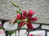 Lilie 'Lavern Friemann' - OT hybridy