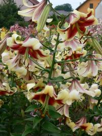 Lilie 'Miss Libby' - OT hybridy