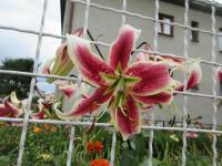 Lilie 'Scheherazade' - OT hybridy