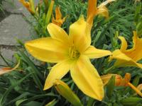 Denivka 'Cathedral Towers' (Hemerocallis)
