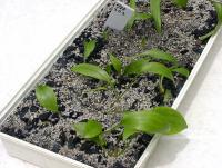 Novým liliářům 08 Rozmnožování lilií