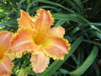 Denivka 'Bass Gibson' (Hemerocallis)