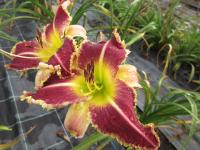 Denivka 'Jurassic Jaws' (Hemerocallis)