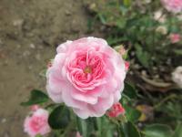 Růže 'Jean Mermoz' - Mnohokvěté růže (Rosa)