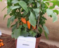 Paprika setá 'Oranka' (Capsicum annuum)
