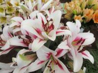 Lilie 'Gaucho' - OT hybridy