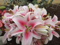 Lilie 'Frontera' - OT hybridy