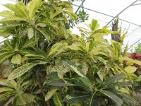 Podivec pestrý (Codiaeum variegatum)