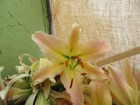 Lilie 'Elusive' - OT hybridy