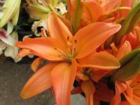 Lilie 'Mandarin Star' - Asijské hybridy vysoké (Lilium)