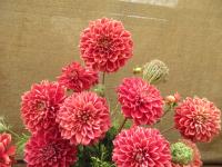 Jiřinka 'Uršula Kluková' - Dekorační jiřinky (Dahlia)