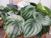Pepřinec (Peperomia argyreia)