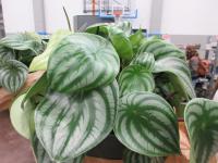 Pepřinec