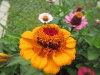 Ostálka sličná 'Skabiosa' (Zinnia elegans) Ostálka sličná 'Skabiosa' (Zinnia elegans)