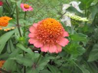 Ostálka sličná 'Skabiosa' (Zinnia elegans)