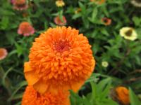 Ostálka sličná 'Skabiosa' (Zinnia elegans) Ostálka sličná 'Skabiosa' (Zinnia elegans)