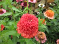 Ostálka sličná 'Skabiosa' (Zinnia elegans) Ostálka sličná 'Skabiosa' (Zinnia elegans)
