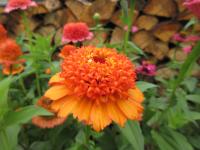 Ostálka sličná 'Skabiosa' (Zinnia elegans) Ostálka sličná 'Skabiosa' (Zinnia elegans)