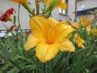 Denivka 'Ciku Cakas' (Hemerocallis)