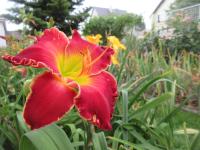 Denivka 'Barbara Mandrell' (Hemerocallis)