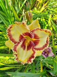 Denivka 'Collaboration' (Hemerocallis)