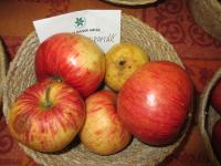 Jabloň domácí 'Dr Karel Kramář' (Malus domestica)