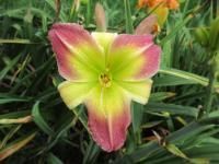 Denivka 'Cocktail Party'