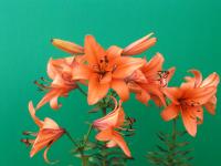 Lilie 'Fiery Belles' (Lilium)