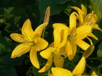 Lilie 'Golden Surprise' - AT hybridy (Lilium)