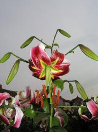 Lilie 'Northern Beauty' - OT hybridy
