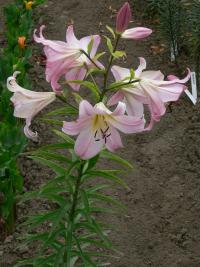 Lilie 'Geisha Girl' - OT hybridy (Lilium)