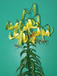 Lilie 'Indian Summer' - OT hybridy