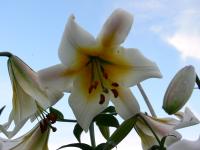 Lilie 'Ortega' - OT hybridy