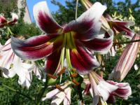 Lilie 'Robert Griesbach' - OT hybridy