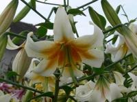 Lilie 'Starbright' - OT hybridy
