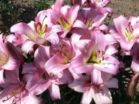 Lilie 'Timezone' - OT hybridy