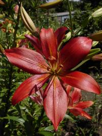 Lilie 'Coral Ace' - LA hybridy