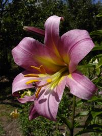 Lilie 'Lila Favorit' - Aurelian hybridy