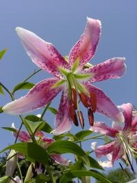 Lilie 'Shikayama' - OT hybridy