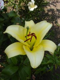 Lilie 'Yellow Bride' - OT hybridy