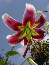 Lilie 'Grenadine' - OT hybridy