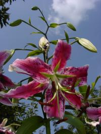 Lilie 'Scarlet Delight' - OT hybridy (Lilium)