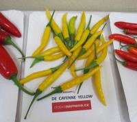 Paprika čínská 'De Cayenne Yellow'